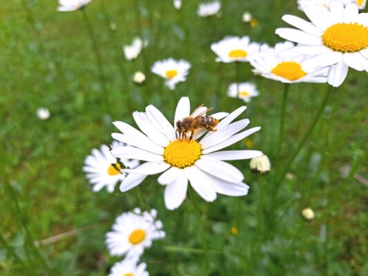 Blumenwiese für die Bienen